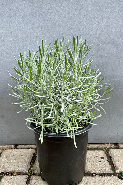 Organic Lavender Plant -  نبات لافندر