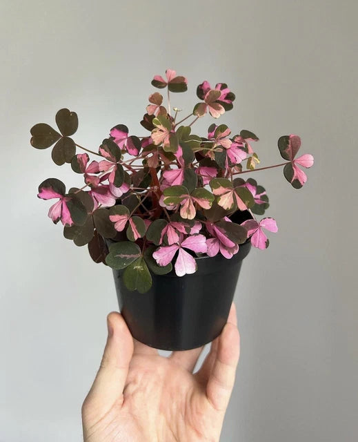 Oxalis Vulcanicola Crazy Plum - Indoor House Plant - نبات داخلي