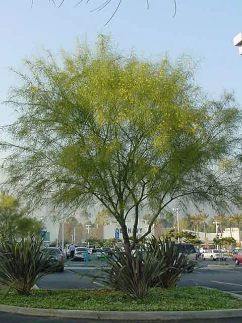 Parkinsonia aculeata Tree - Jerusalem Thorn Tree - شجرة شوكة القدس