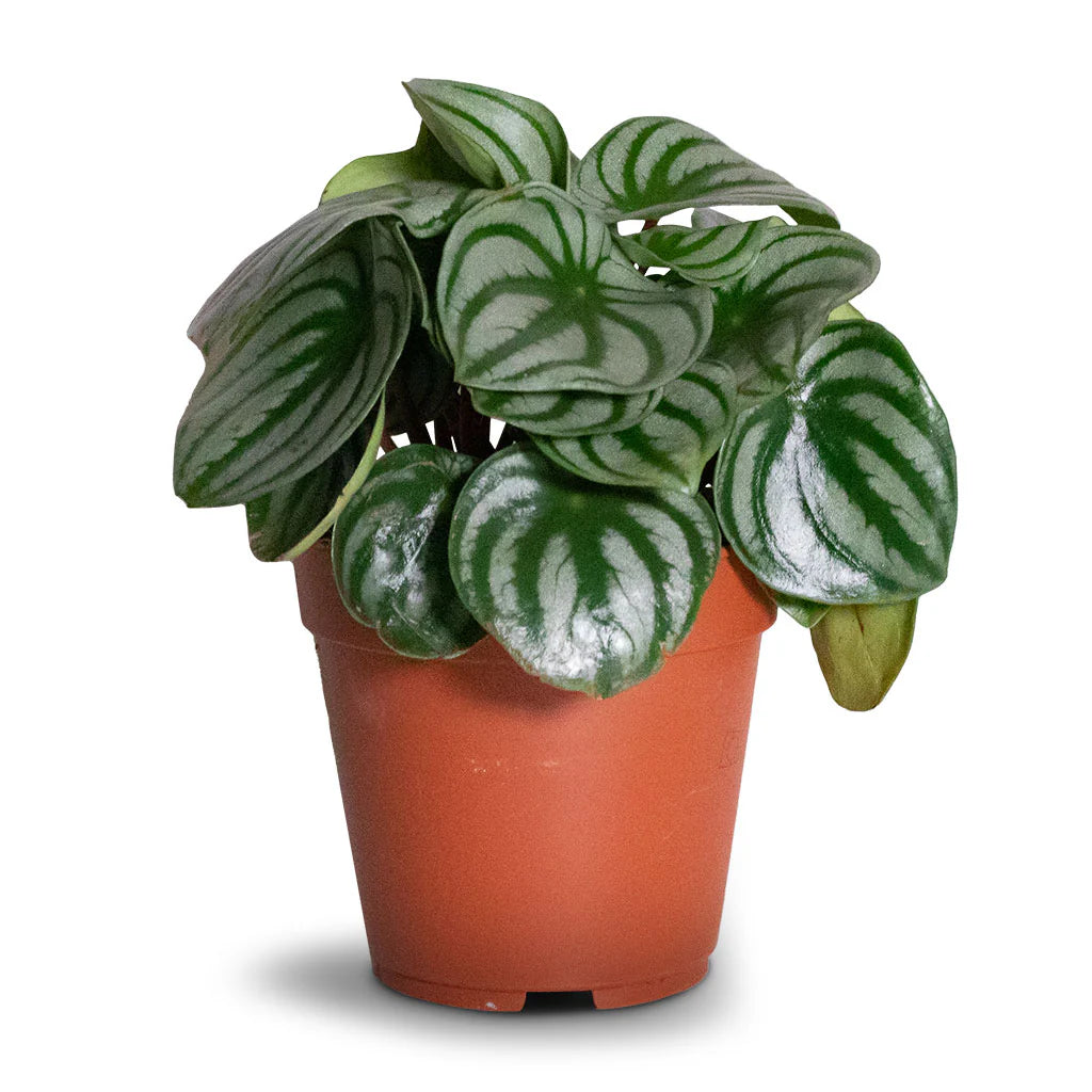 Watermelon Peperomia (Peperomia Argyreia) with vibrant green leaves featuring silver stripes, displayed in an elegant indoor setting.