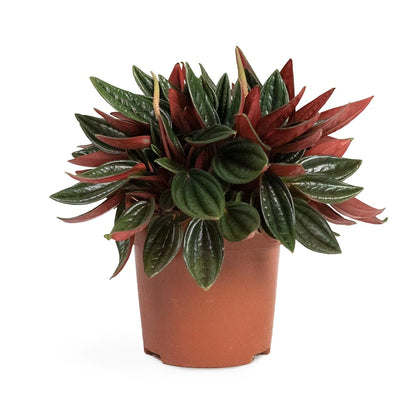 Peperomia Rosso - Indoor House Plant