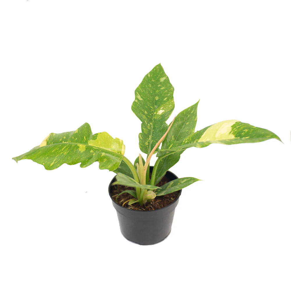 Philodendron Narrow Ring of Fire showcasing its serrated, variegated leaves in a stylish indoor setting.