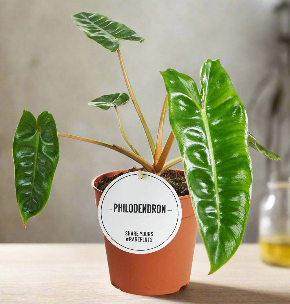 Philodendron Billietiae - Rare Plant - Indoor Plant - نبات داخلي 