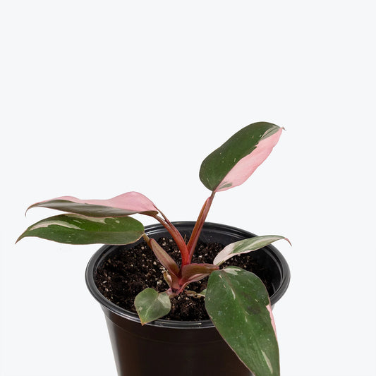 Philodendron Pink Princess with dark green leaves and vibrant pink variegation, displayed in a chic indoor setting.