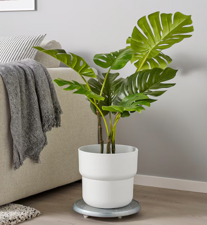 https://plantnpot.com/products/white-forenlig