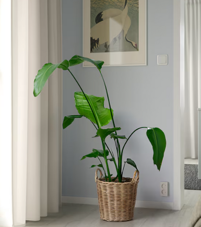 https://plantnpot.com/products/wicker-flodbjork