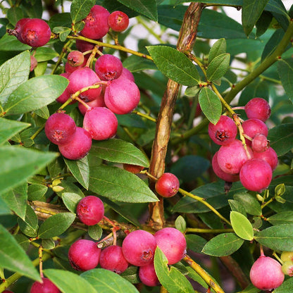 Pink Blueberry - Vaccinium Pink Lemonade - نبات التوت الوردي