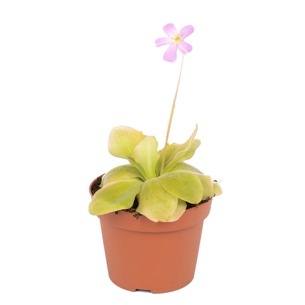 Pinguicula Plant ...