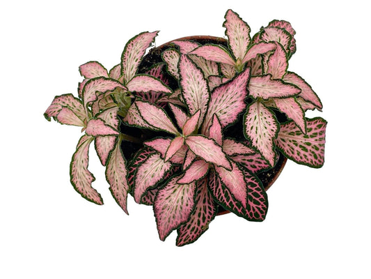 Fittonia Plant (Pink)
