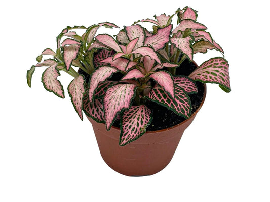 Fittonia Plant (Pink)