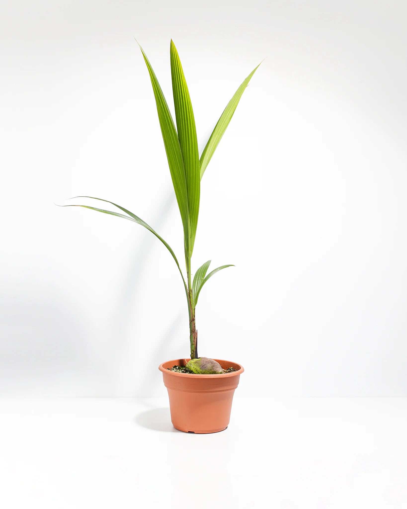 Dwarf Coconut Plant - Coco Nucifera Plant – Plant and Pot Co.