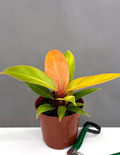 Philodendron Prince Of Orange - Rare Plant - Indoor Plant - نبات داخلي