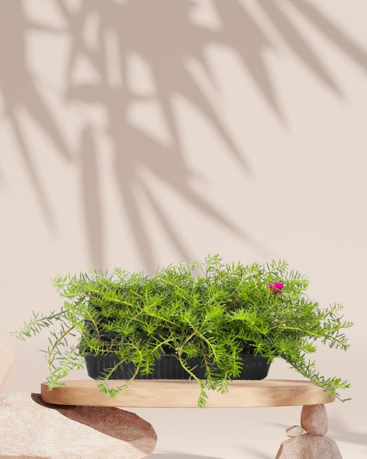 Portulaca Algeire – Moss Rose