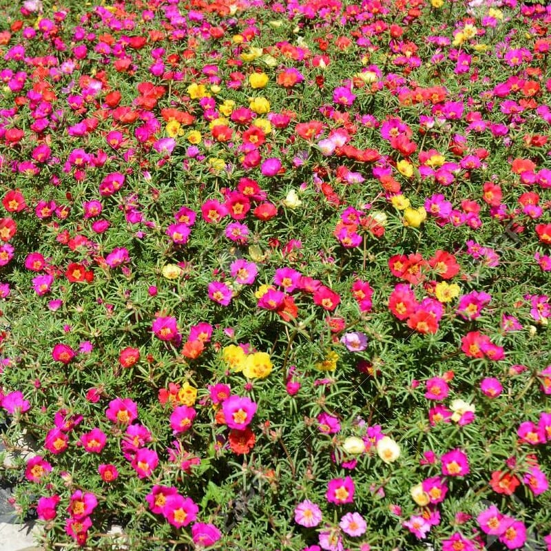 Portulaca Algeire – mix color
