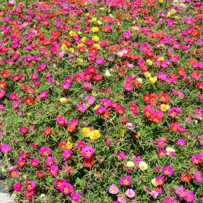 Portulaca Algeire – mix color