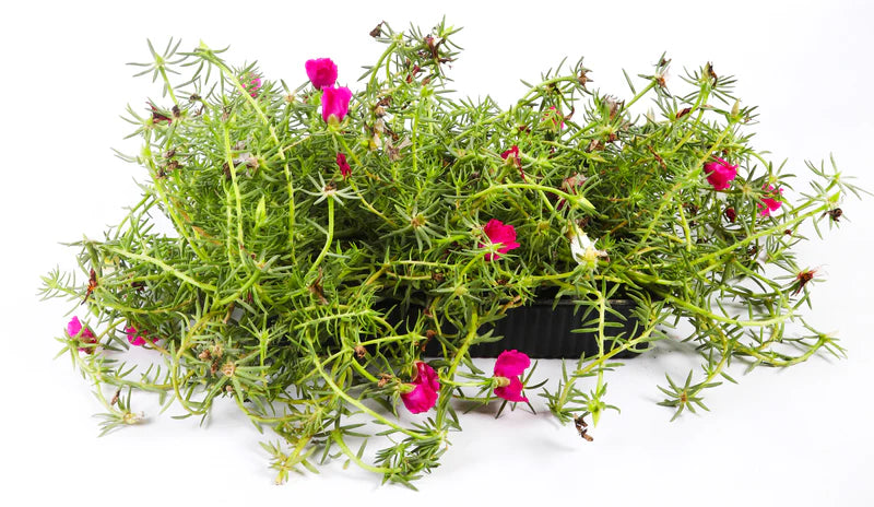 Portulaca Algeire