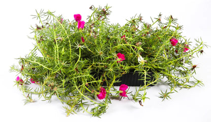 Portulaca Algeire