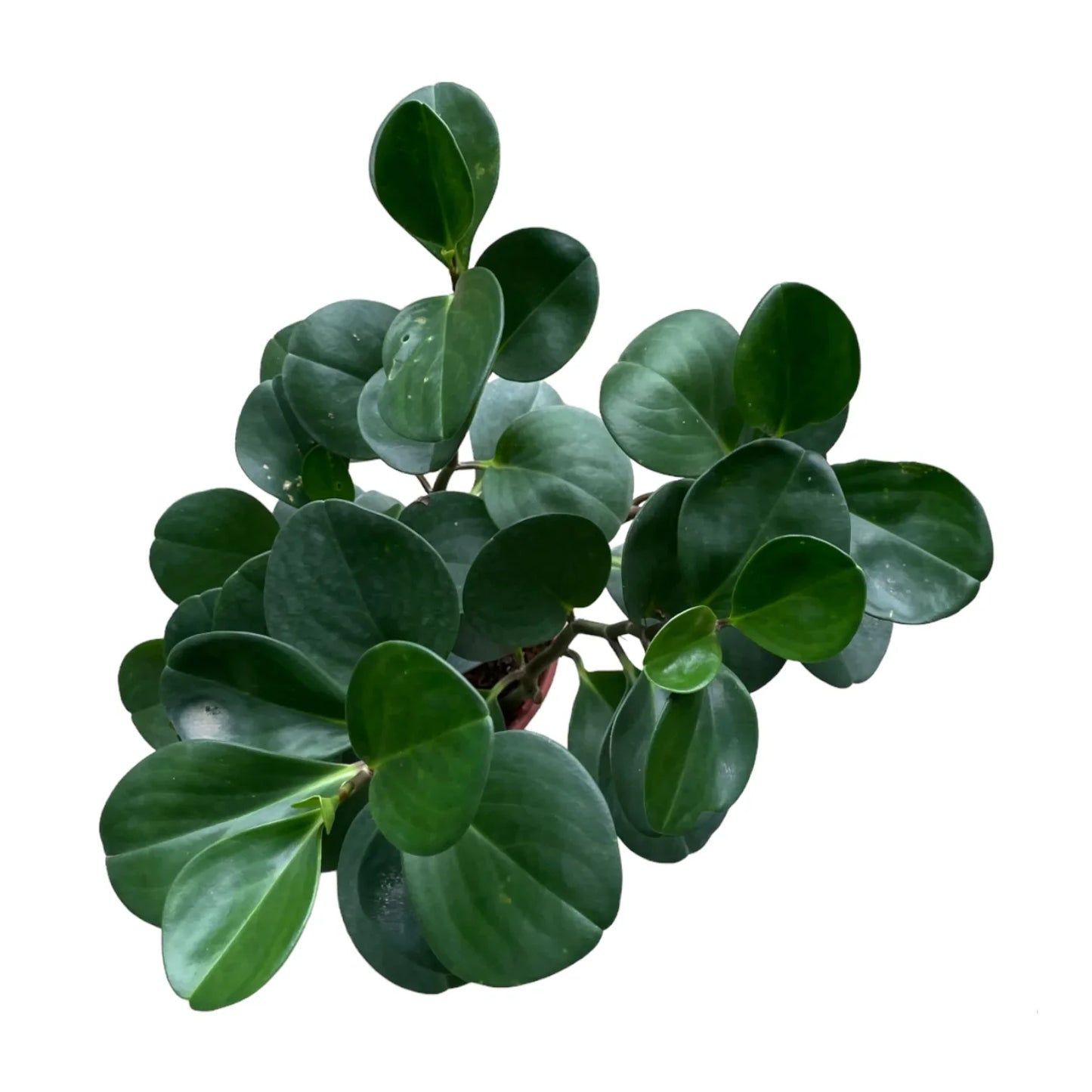Peperomia Obtusifolia – Baby Rubber Plant - نبات داخلي