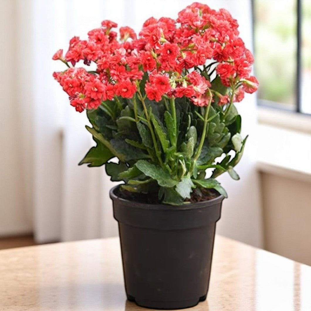 Kalanchoe - Flowering Plant - كالانشو – نبتة مزهرة