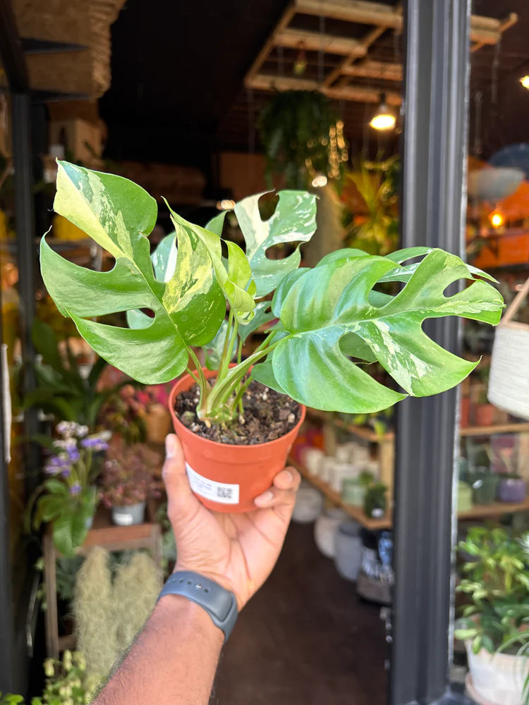 Rhaphidophora Tet...