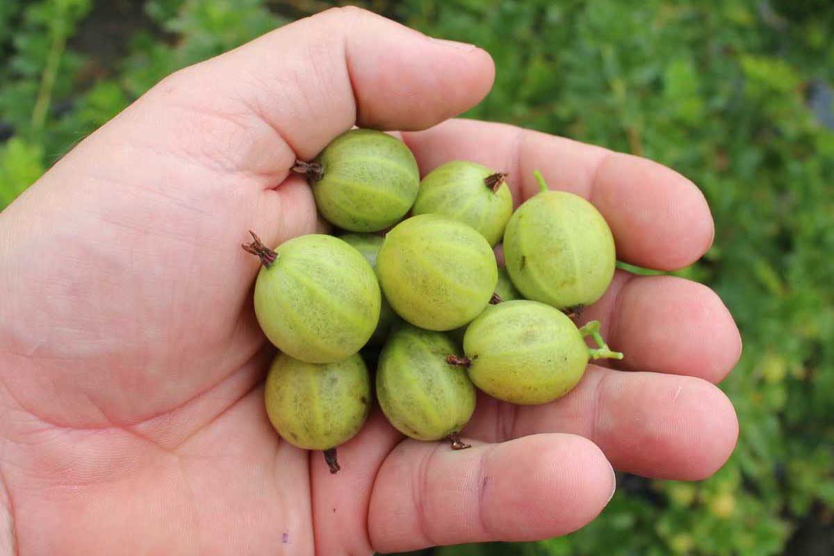 Gooseberry Plant - Ribes uva-crispa - نبات عنب الثعلب