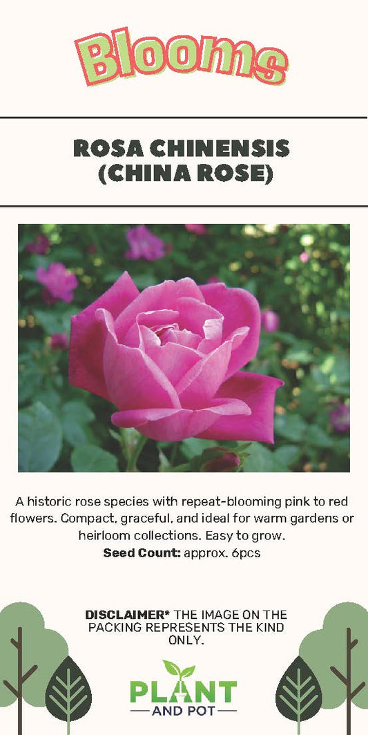 Rosa Chinensis (China Rose) Seeds - بذور الورد الصيني (روزا تشينينسيس)