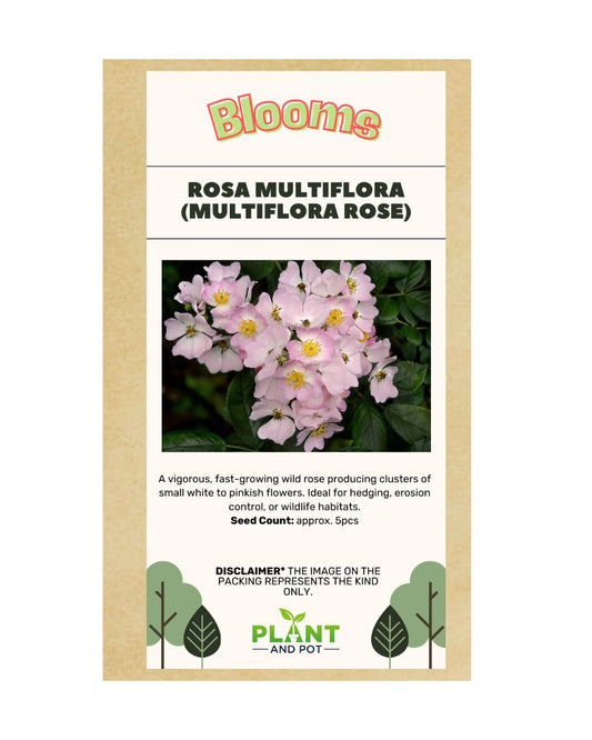 Rosa Multiflora Seed - Flower Seeds