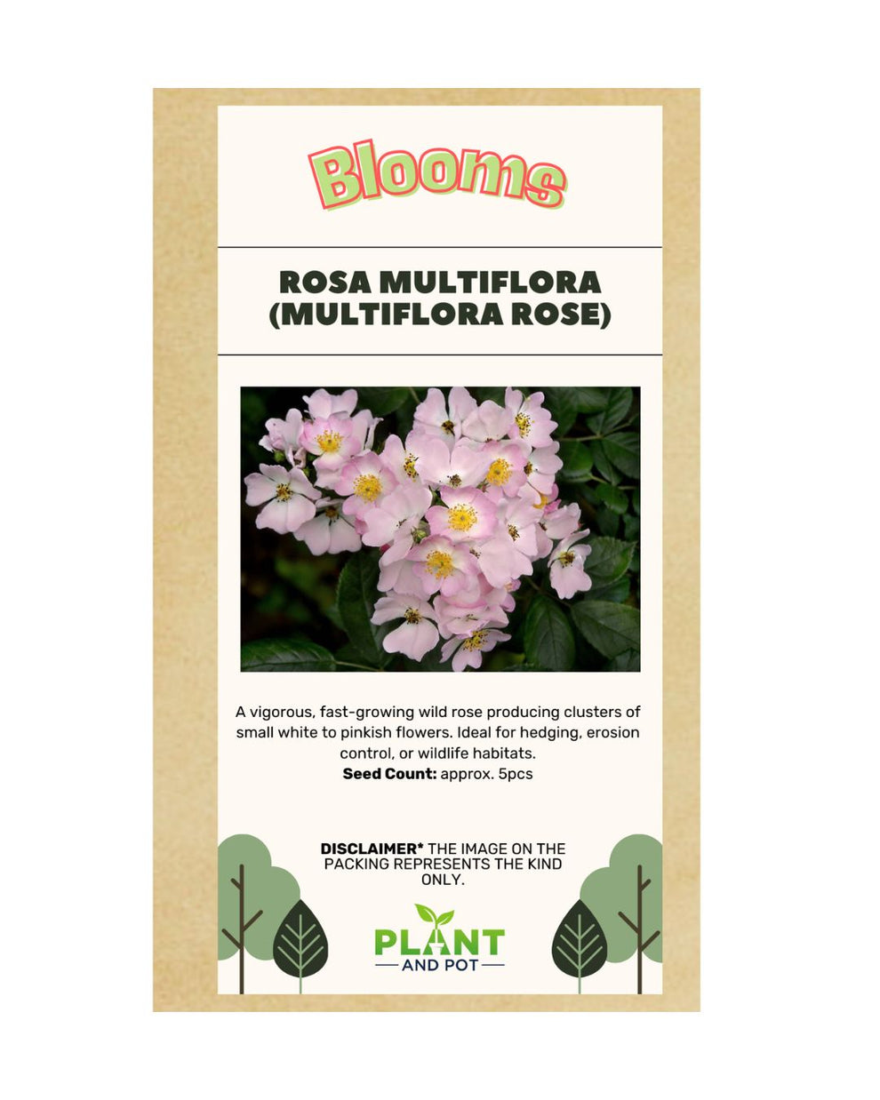 Rosa Multiflora Seed - Flower Seeds – Plant and Pot Co.