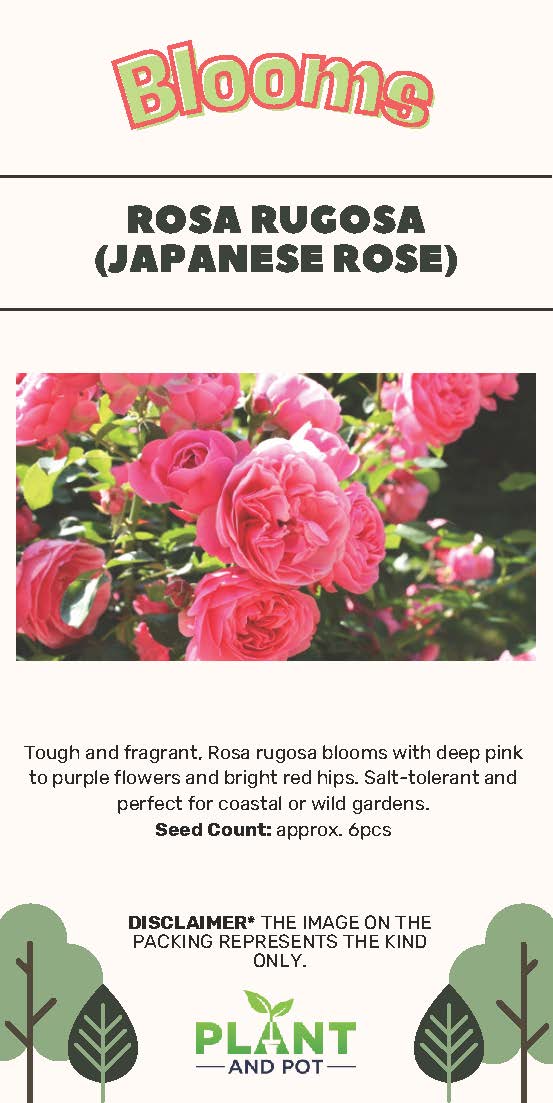 Rosa Rugosa (Japanese Rose) Seeds - بذور الورد الياباني (روزا روجوسا)