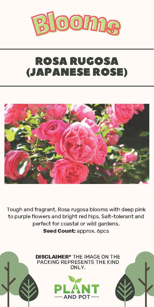 Rosa Rugosa (Japanese Rose) Seeds - بذور الورد الياباني (روزا روجوسا)