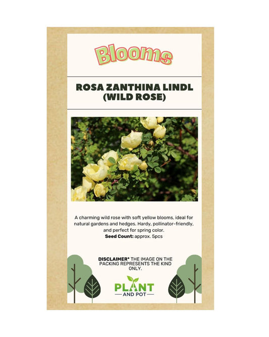 Rosa Xanthina Lindl (Wild Rose) Seeds - بذور الورد البري (روزا زانثينا ليندل)