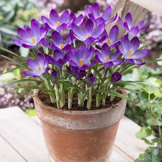 Crocus Ruby Giant - Flower Bulb - كروكوس روبي جاينت