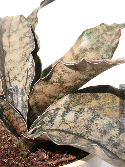 Sansevieria Kirkii Coppertone - Rare Indoor Plant - Snake Plant