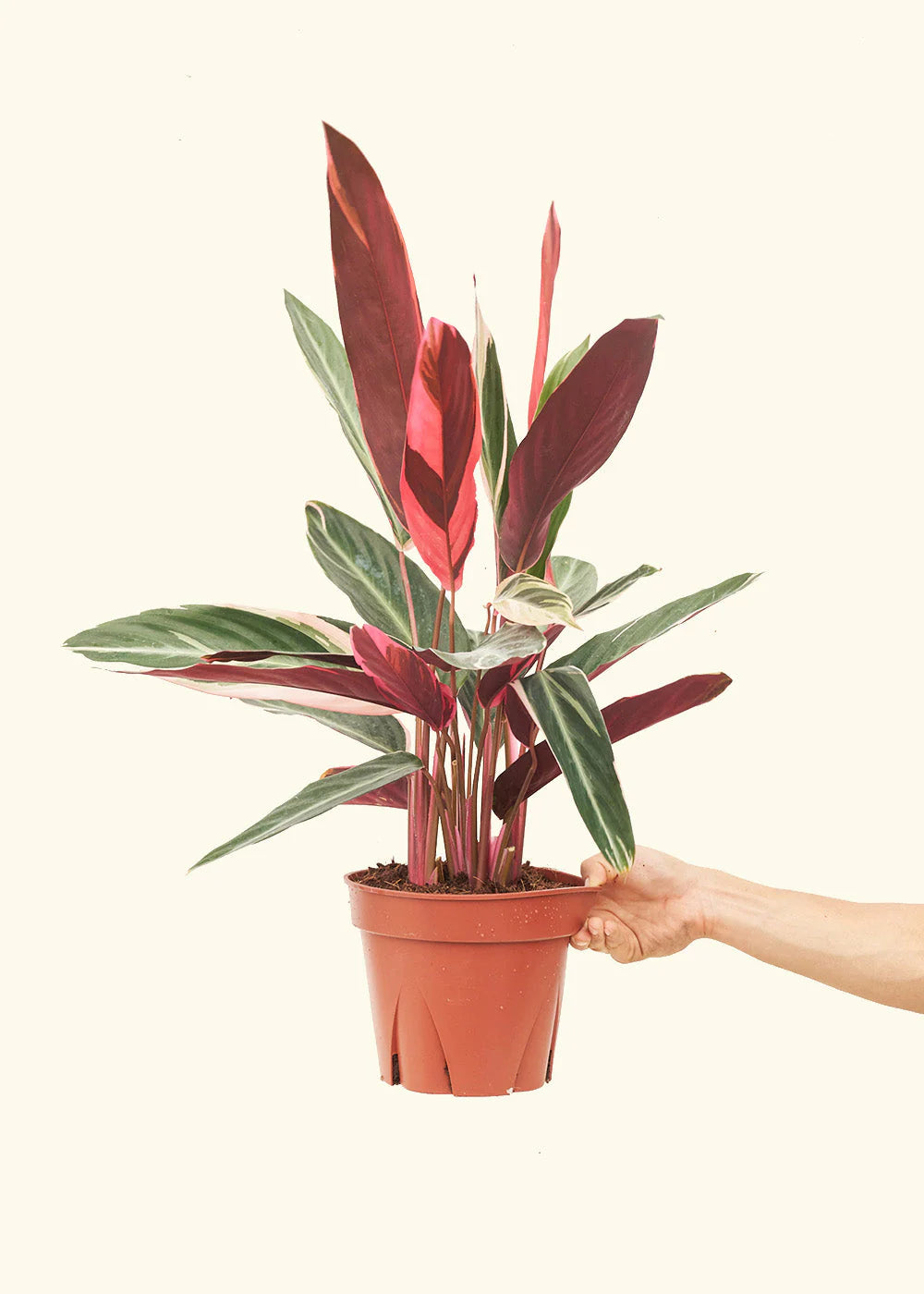 Calathea Triostar (Stromanthe Triostar) indoor house plant with vibrant tricolored leaves in shades of green, pink, and cream.
