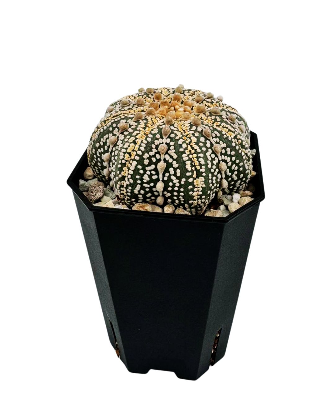 Sand Dollar Cactu...