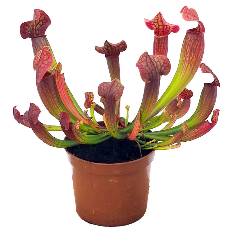 Sarracenia Plant - Insect Eating Plant - Indoor Carnivorous Plant