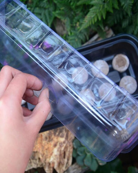 Seedling Tray - Propagation - Seed Growth