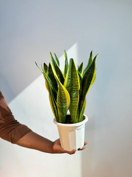 Snake Plant - Sansevieria Laurentii - Kuwait Plant
