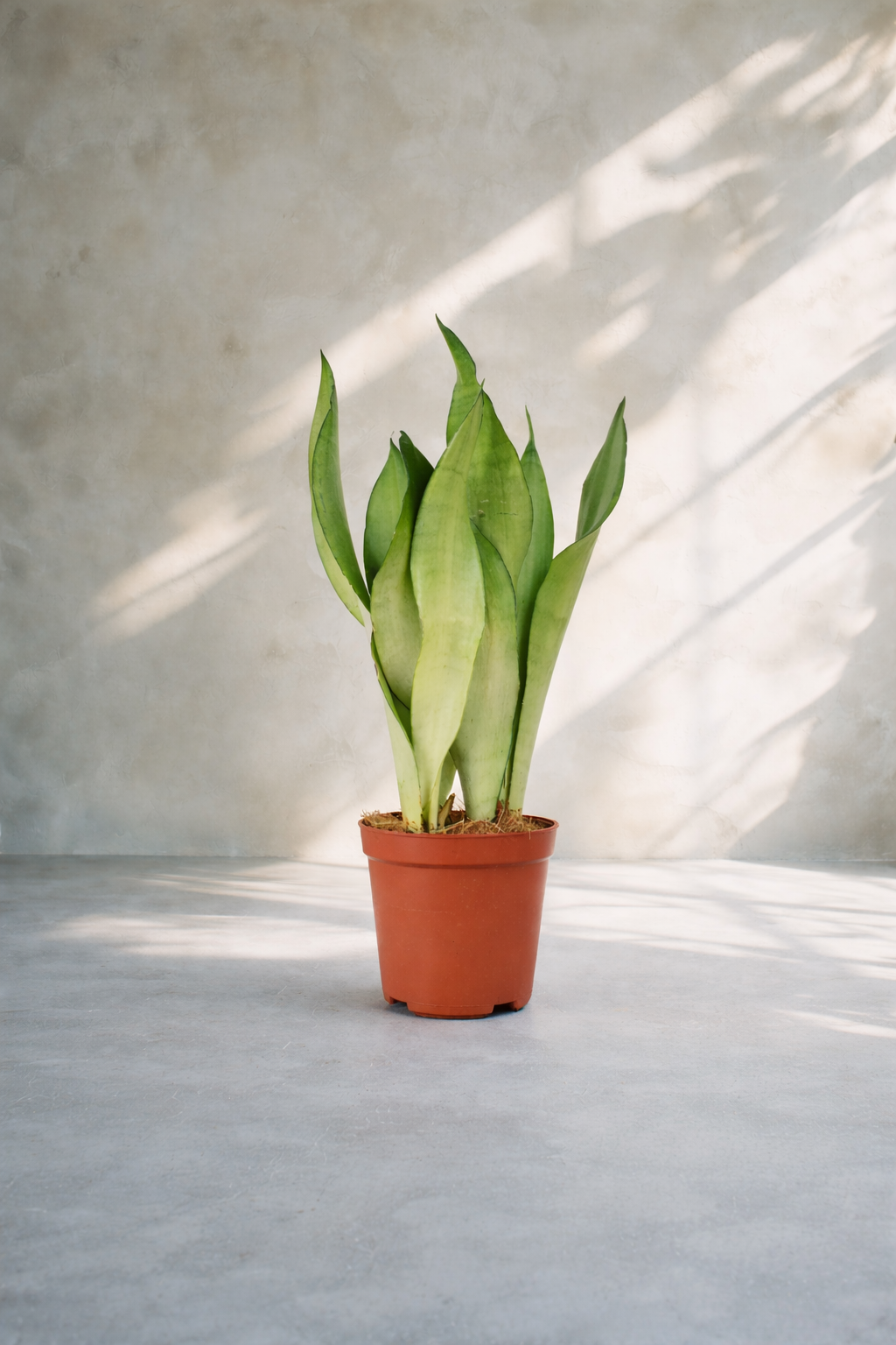 Snake Plant - San...
