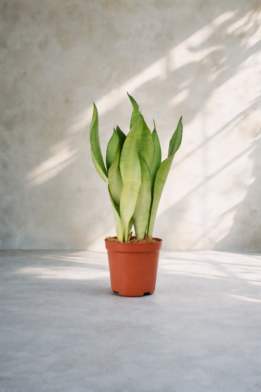 Snake Plant - Sansevieria Moonshine