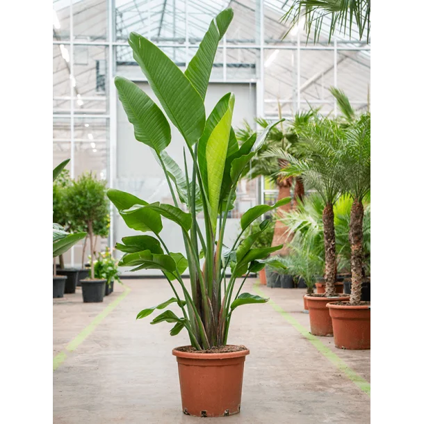Strelitzia Nicolai 180cm - Bird of Paradise Plant - Indoor House Plant - نبات داخلي