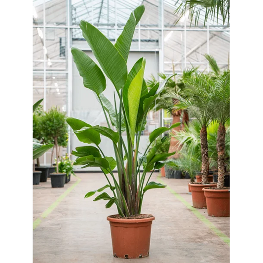 Strelitzia Nicolai 180cm - Bird of Paradise Plant - Indoor House Plant - نبات داخلي
