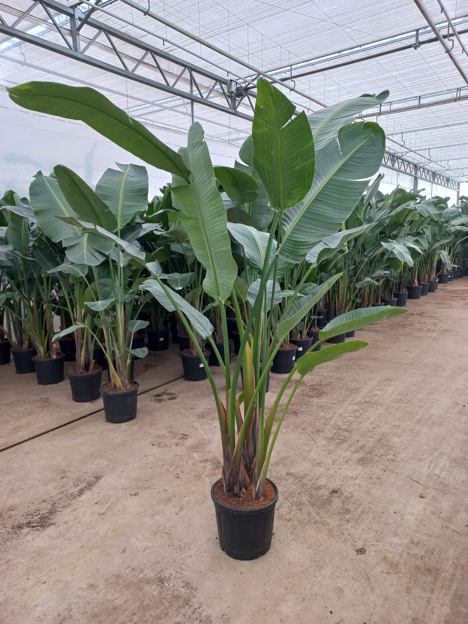 Strelitzia Nicola...