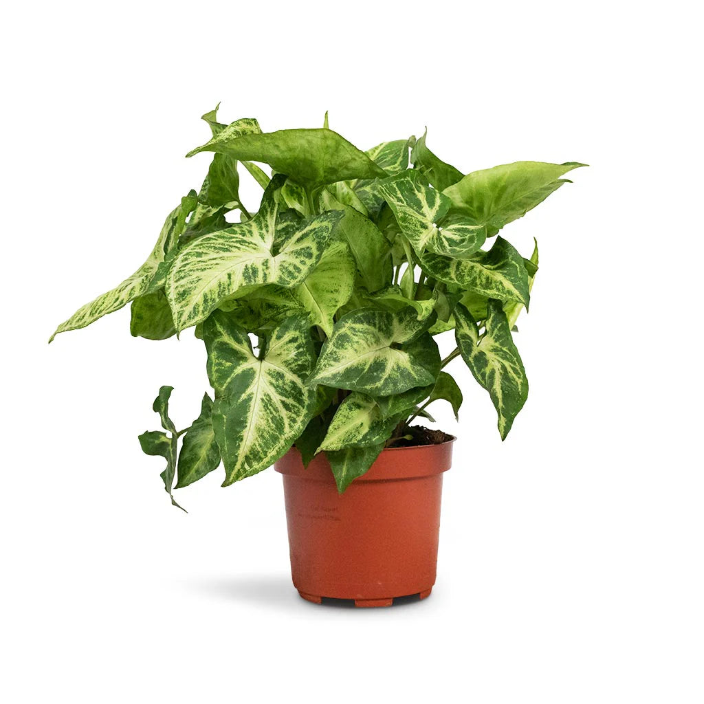 Syngonium Green Plant - نباتات داخلية