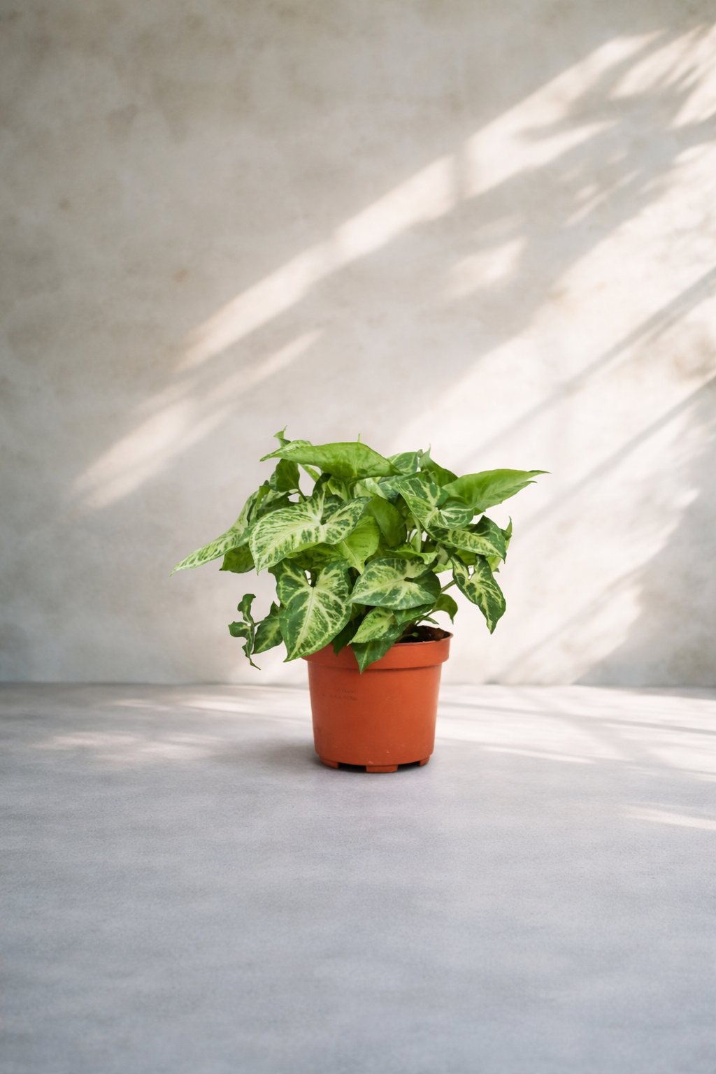 Syngonium Green P...