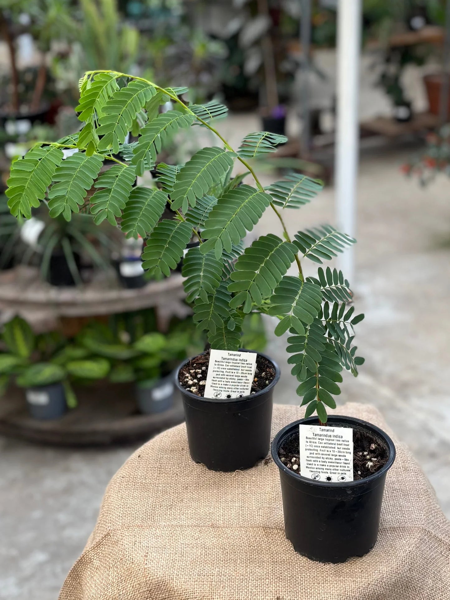 Tamarindus Indica Plant - نبتة التمر الهندي