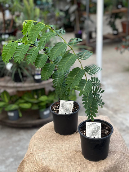 Tamarindus Indica Plant - نبتة التمر الهندي