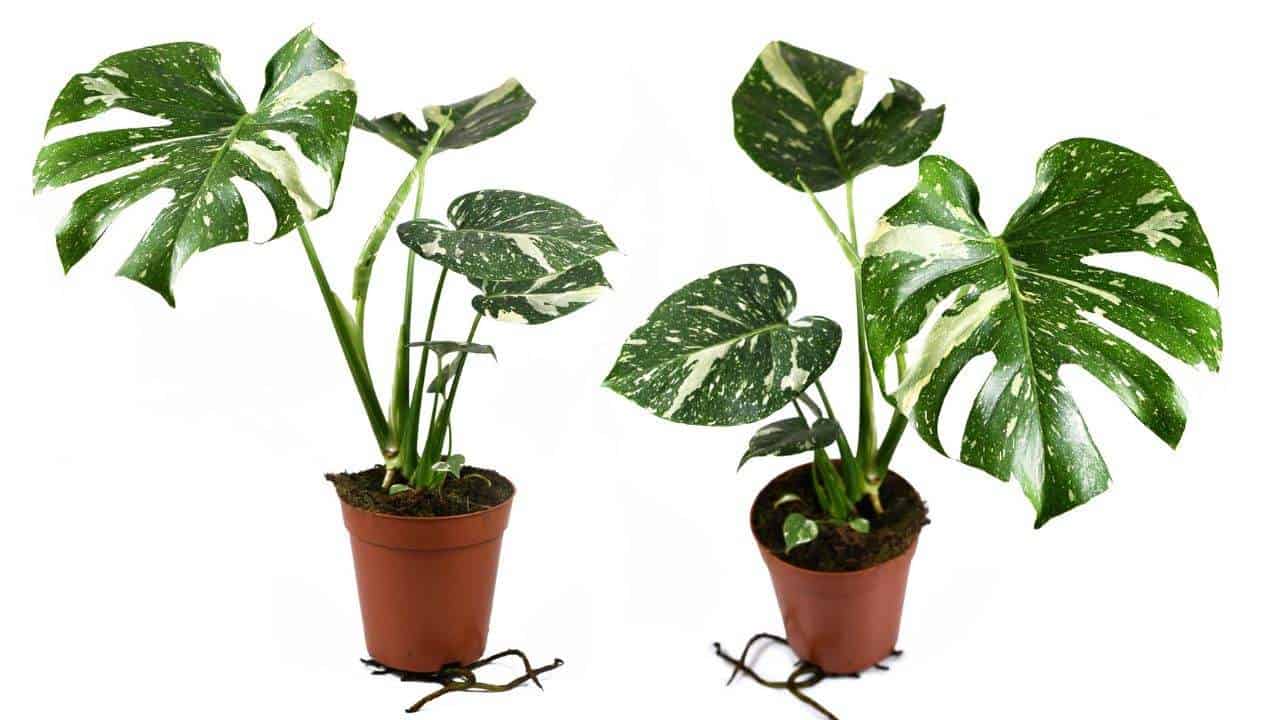 Monstera Thai Constellation - Rare Varigated Plant - Indoor Plant - نبات داخلي - نبات المونستيرا