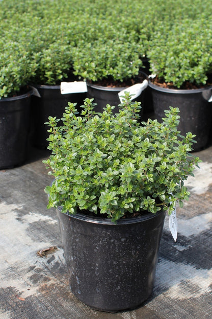Organic Lemon Thyme - نبات الزعتر
