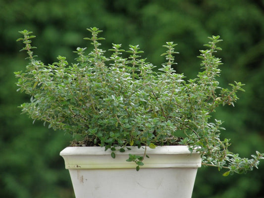 Organic Lemon Thyme - نبات الزعتر